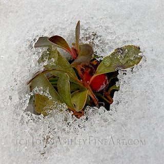 Evergreen uva-ursi under the winter snow (c) John Ashley