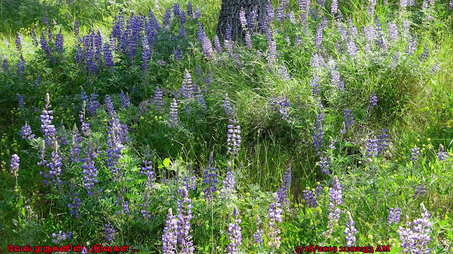 Lupinus in Lyle Cherry Orchard