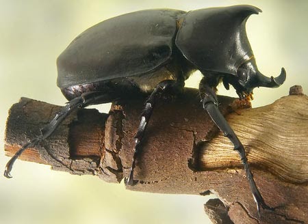  Gambar  Binatang Kumbang Tanduk