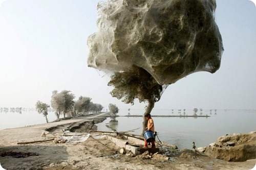 Spider cocoons in Sindh 8