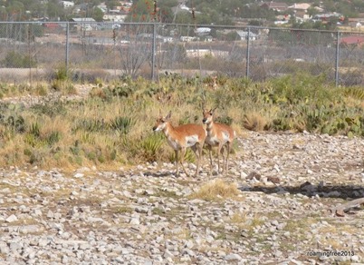Pronghorn