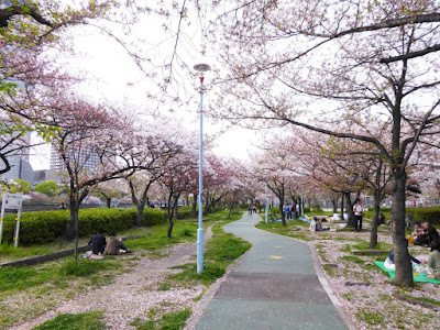 桜之宮公園の桜並木