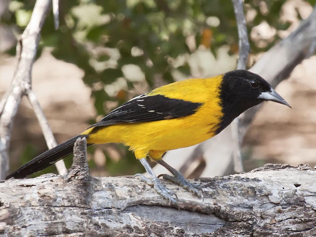 Audubon Oriole Bird