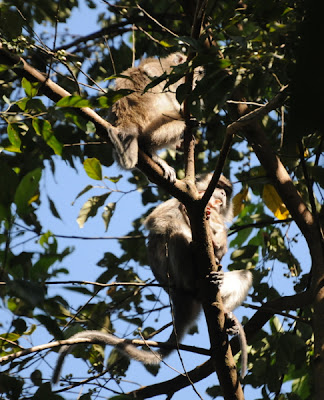 Long-tailed Macaque (Macaca fascicularis)