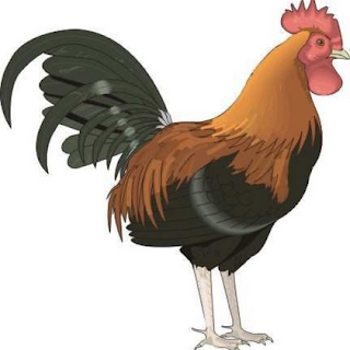 Gambar Ayam Jago