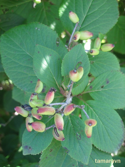 Калина буреинская (Viburnum burejaeticum)