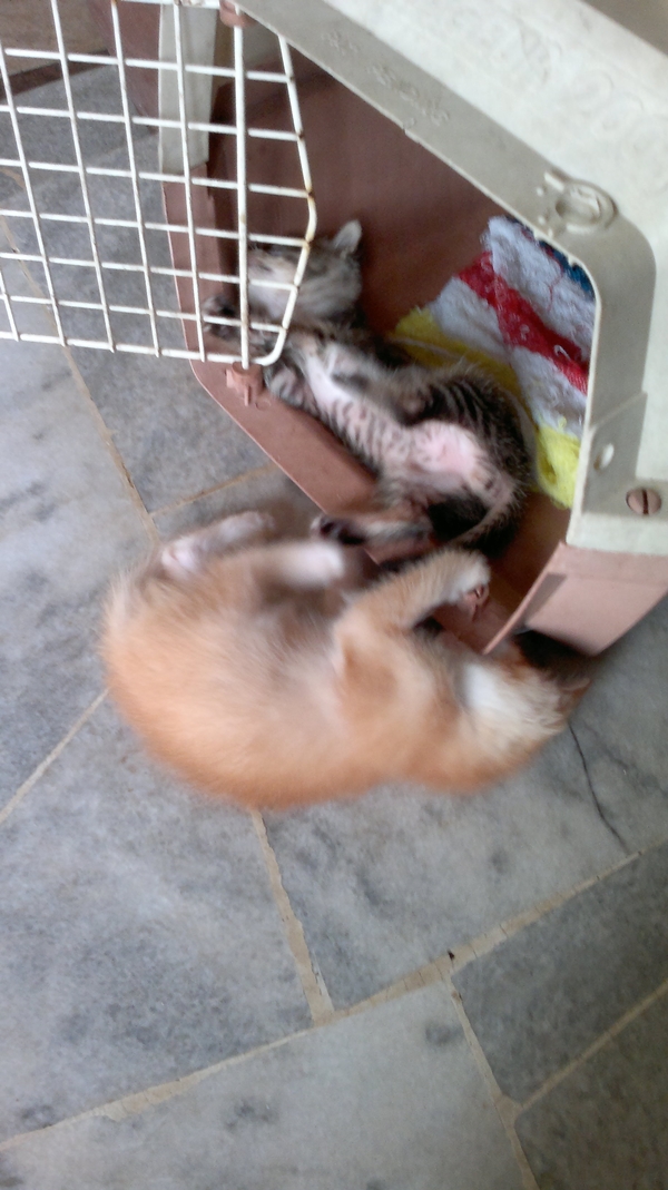 Namee Roslan: Sedih. #Cara Rawat Kucing Selsema