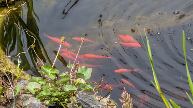 Kolam Ikan Mas Mempercantik Kehidupan Rumah