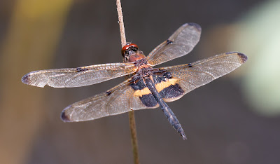 Yellow and Black Flutterer