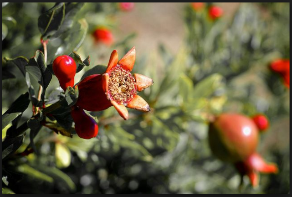 Advantages of Pomegranate
