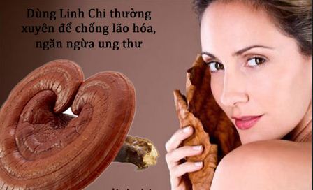 nam-linh-chi-bao-tu-dang-khay-han-quoc4 (1)