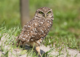 Burrowing Owl - Brian Piccolo Sports Park, Florida