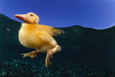 duckling_underwater