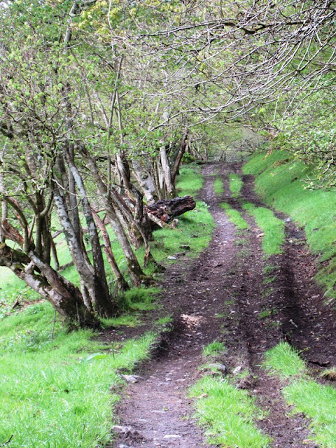 Tree-lined track