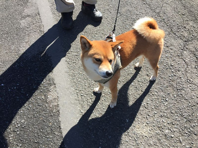 官ノ倉山登山口付近で元気に散歩する柴犬