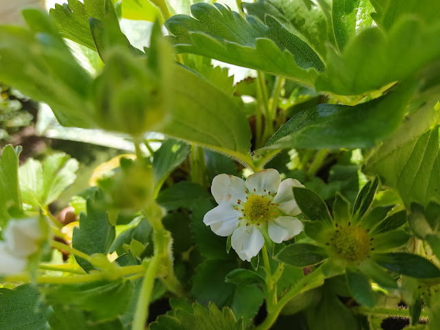 Fresones (Fragaria x ananassa).