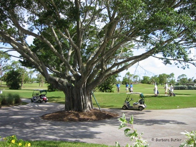 Cape Coral Golf Courses - Cape Coral golf course guide