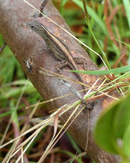 Lézards arboricoles de Cuba avec une ligne dorsale claire