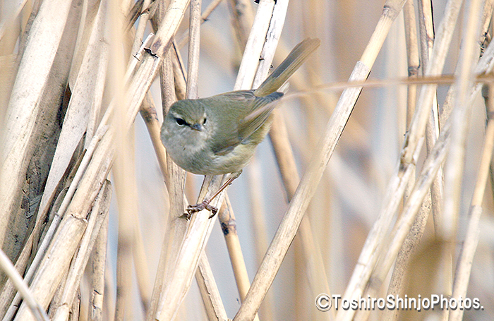 Yamasemi Web Blog 再び春先のウグイスとメジロ This Is A Bush Warbler And A Japanese White Eye Of The Early Spring Again