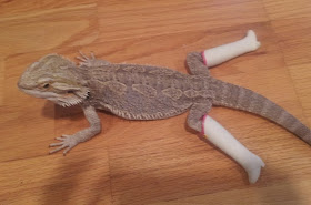 funny animals of the week, lizard wears shoes