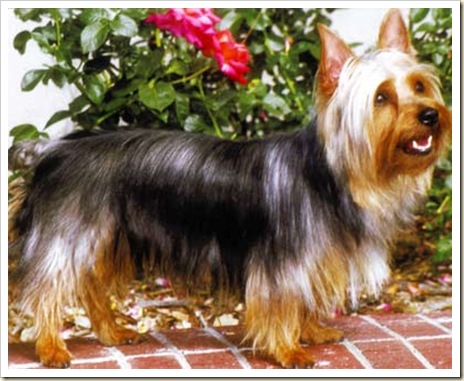 australian-silky-terrier