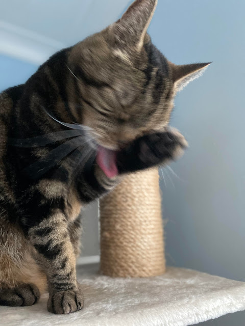 blurry cat pet photo fail