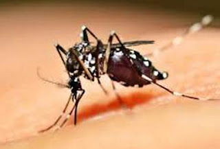 Pencegahan Dan Pengobatan Penyakit  Demam Bedarah Dengue (DBD)
