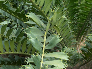 Encephalartos sp. - Sagou épineaux