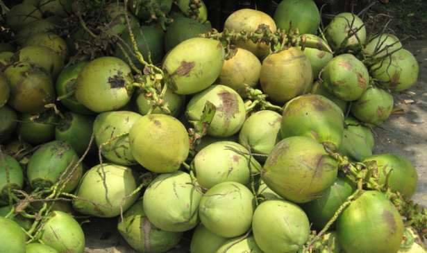 PEMBEKAL KELAPA DAN SANTAN SELURUH MALAYSIA