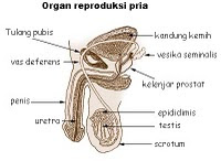 Jalannya Sperma Dari Mulai Dibentuk Sampai Dikeluarkan Dari Tubuh
Ejakulasi