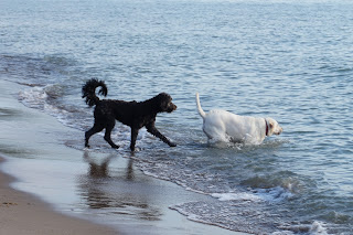 Dogs playing in Lake Ontario in Bluffers Park, Toronto.