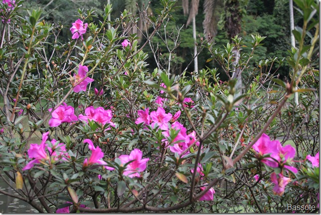 Jd Botanico SP 112