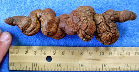 Coprolites 