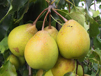 Yali Pear Fruit Pictures