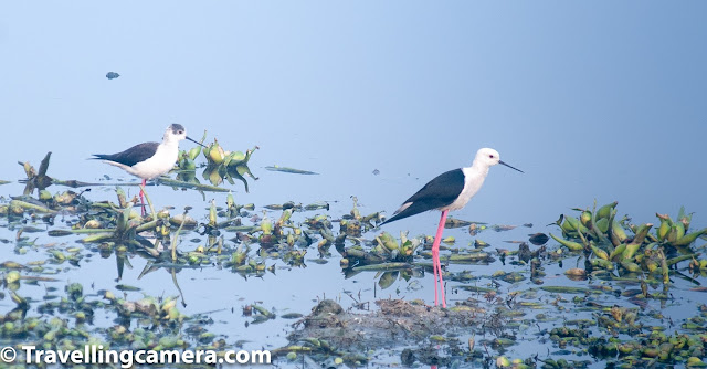 One important thing to know when you head to the Surajpur Bird Sanctuary is that you need permission from the DFO to enter. You can visit their website to and check out the contact details there or check with your birder friends, they are sure to have some clue as to how to get the permissions. This strictness is to ensure that only those who are really interested in birding get here. Otherwise the bird sanctuary was becoming notorious for lack of security. 