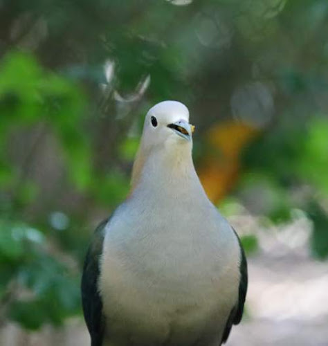 Ducula aenea