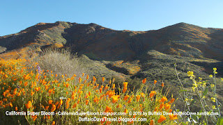 California Poppies Walker Canyon Super Bloom 2019