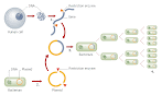 Genetic Modification And Cloning : Pdf Genetic Engineering And Cloning May Improve Milk Livestock Production Semantic Scholar - Well, so has mankind over the past century, and oh, what we have done with.