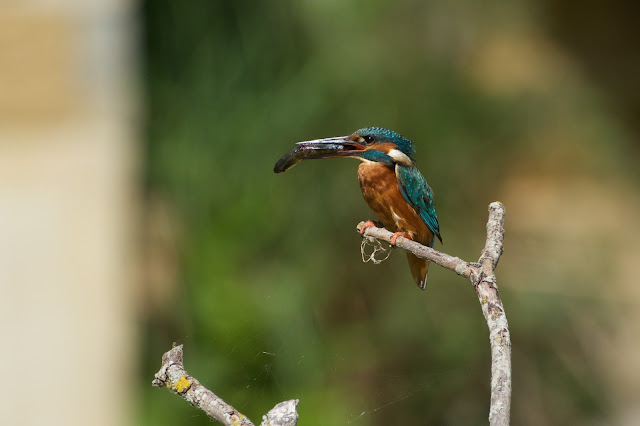 Common Kingfisher छोटा किलकिला, राम चिरैया, शरीफन, निता मछराला (Alcedo atthis)