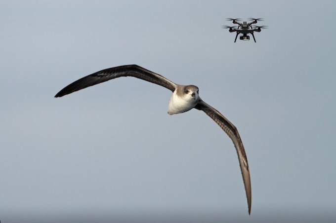 A Freira da Madeira agora vai à Discoteca ... de Drone!