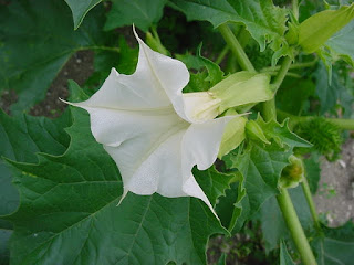 Datura officinal - Stramoine commune - Datura stramonium 