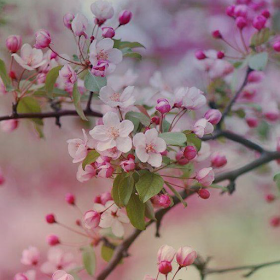 20 Imagenes de Flores para la Primavera