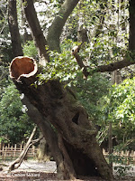 'Reborn' dead tree - Ueno Park, Tokyo, Japan