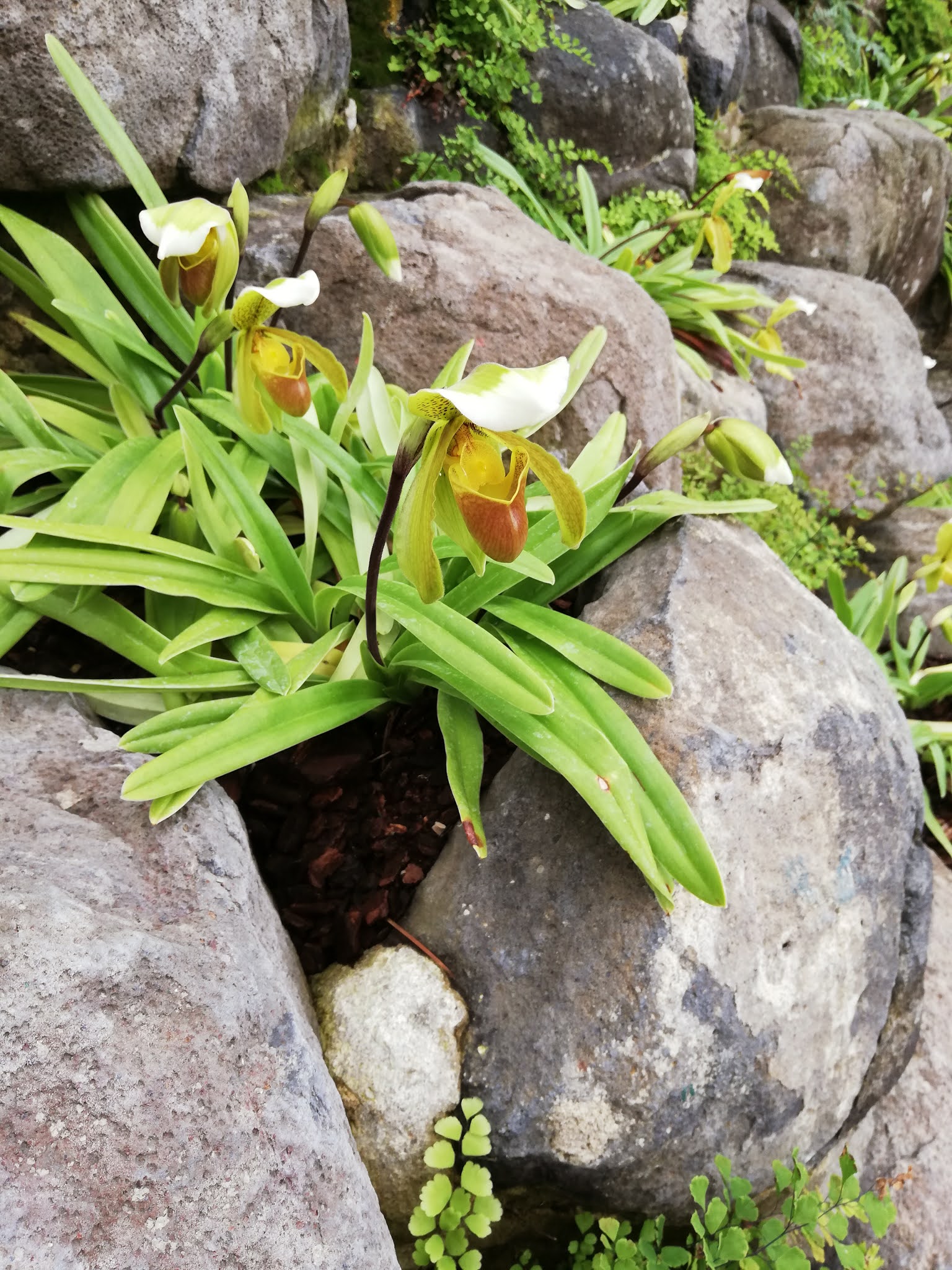 Orquídea Sapatinho