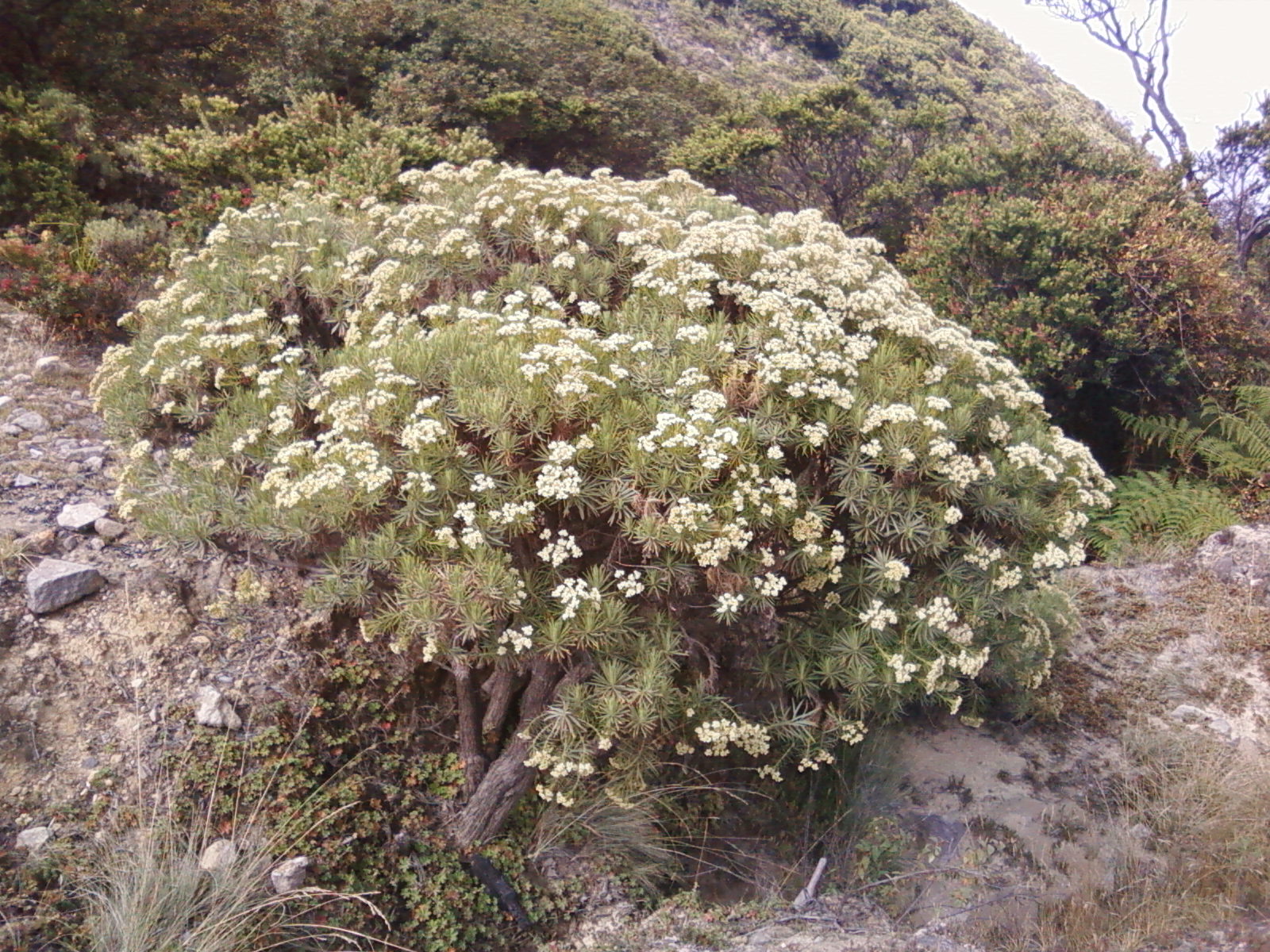  Edelweiss  Bunga  Abadi 