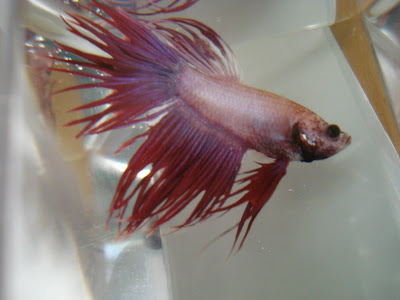 betta