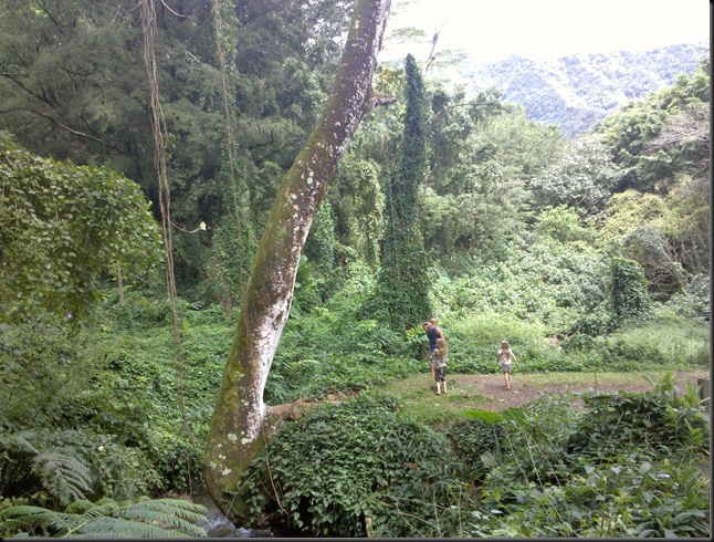 Manoa Falls (62)