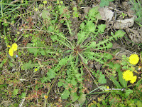 Ταράξακον το φαρμακευτικόν-Taraxacum officinalis