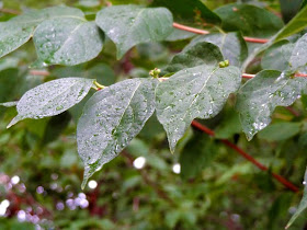 nature photo