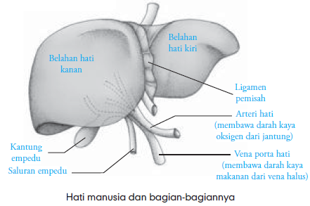 Hati Manusia Gambar Struktur Letak Ukuran Hati Manusia 